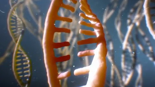 The Alkylating Agents